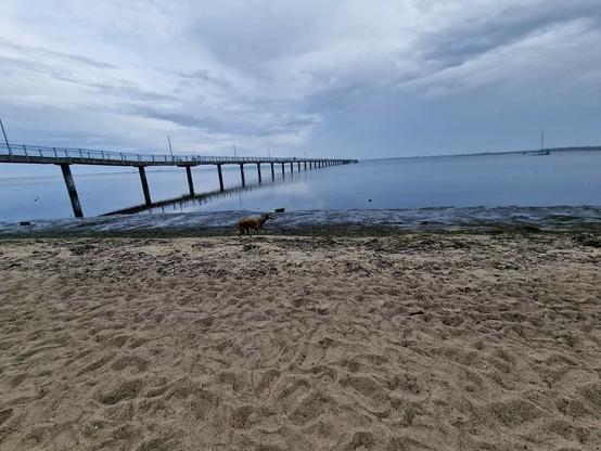 Die Seebrücke Bad Wendorf mit stinkenden Algenresten am Strand