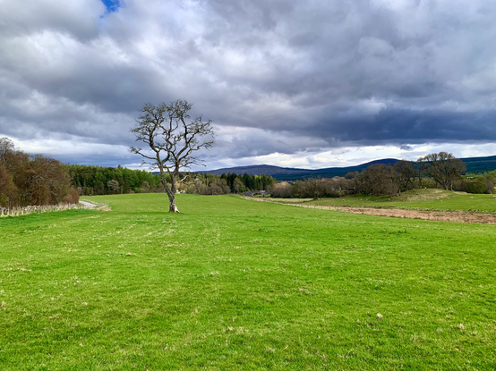 Photo of a lone tree. Cloudy sky with hints of blue and hark grey. Blue hills on the horizon, right . A bare tree standing a,one, mid left. A copse far left and behind some conifers which stretches across behind the tree. Some shrubs and trees on the right. Green field all around. A path to the right and a single track to road to the left of the photo.