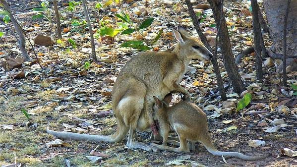 A mama kangaroo is feeding her little joey, you can see a bit of the pink inside of the pouch. They are standing at a patch of "forest" with some grass and fallen leaves.