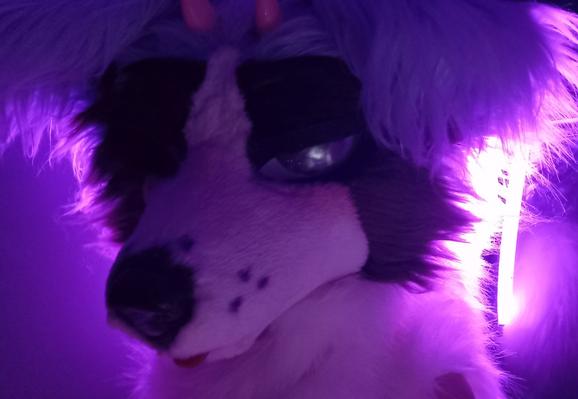 Fursuit head in purple lighting