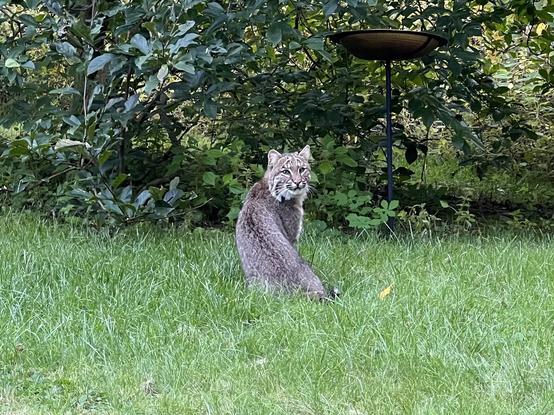 Close-up photo of a bobcat in a yard. There is a magnolia tree and a birdbath in the background. The bobcat is looking over its shoulder towards the photographer.
