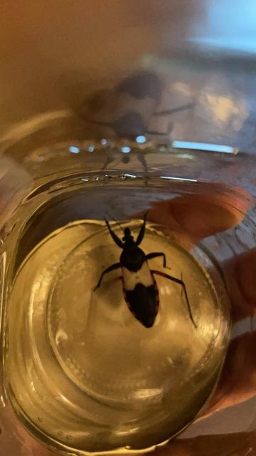 Large black and white bug with brick and black body coloration and a bit or red also on the back legs close to the body. It’s safely in a glass jar so the light is very yellow