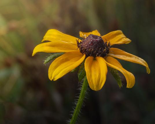 A macro photo of a yellow coneflower taken from the side with the morning sun illuminating the left side of the flower