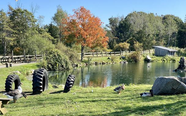 Ducks and geese in and around a picturesque pond surrounded by a variety of trees. Everything is green, except for one lone tree whose leaves have completely turned to oranges, reds, & yellows.
