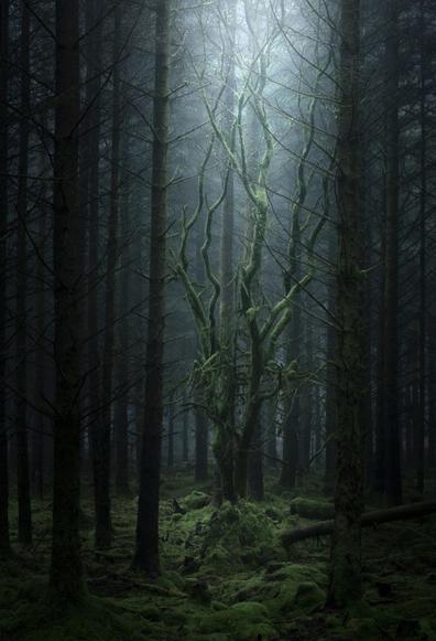 Photography.
A color photograph of a single tree with branching branches amidst a mossy maze of long straight trees and gnarled roots. A faint glow of light from above illuminates the mystical, misty forest.
Title: "Leviathan" (Hebrew: "the winding one").