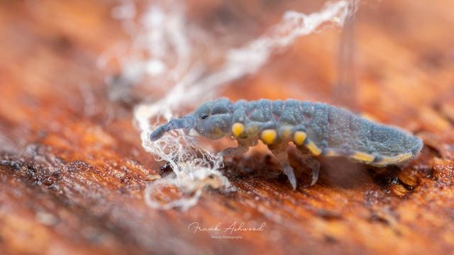 A photograph of a flat-bodied blue springtail crawling on a piece of deadwood.