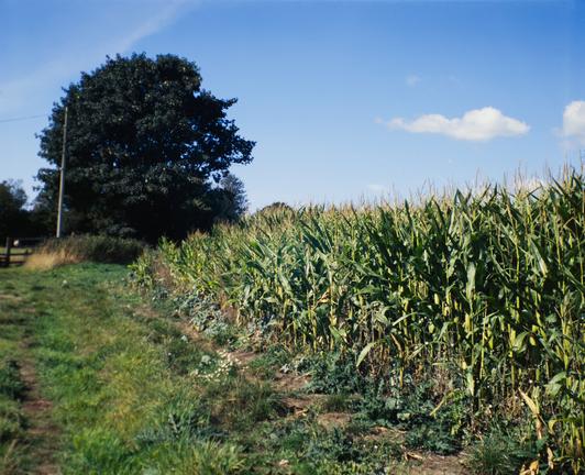 A 6x7 medium format colour slide film photo of a tree at the end of the footpath that skirts a corn field near my home