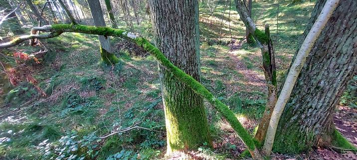 A photo of a tree trunk and a branch covered with moss