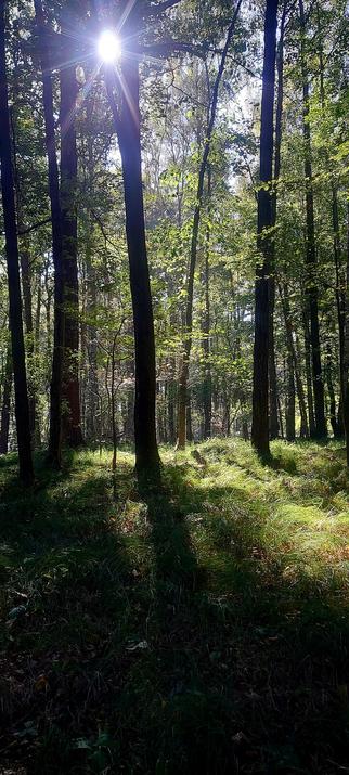 A photo of some trees in the forest with some sun rays beautifully glittering between them