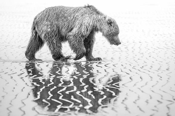 Brown bear walking on the muddy shore of Cook Inlet with its reflection in the mud ripples. Processed in black and white.