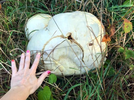 A giant white amorphous fungus blob of doom, with a couple of holes in the surface and a crack like an upside down smile. My hand (with nails painted alternately gold and rose bronze) is reaching towards it as it sits in the grass plotting world domination.