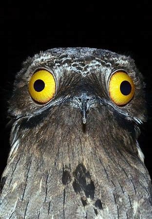 This one speaks for itself...illustrating it's "GOOFY GOOGLY YELLOW EYES"