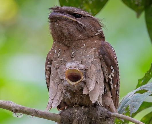 Potoo MASTERFULLY camouflaging it's baby!  (My favorite photo)