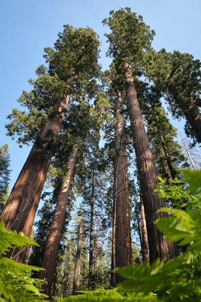 Frog's eye view of a group of Giant Sequoia trees.