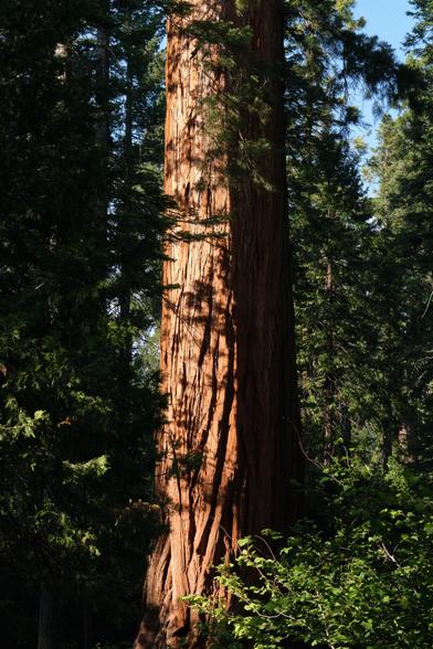 Stem of a Giant Sequoia in warm light.