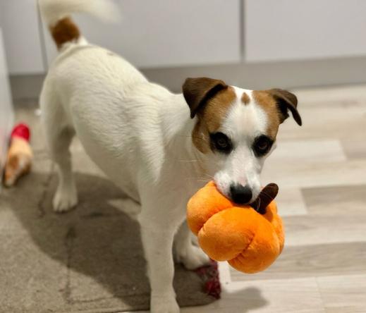 JRT breed dog with a toy - a plush pumpkin - in its mouth.