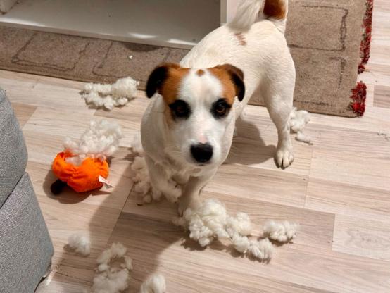JRT dog with destroyed you.