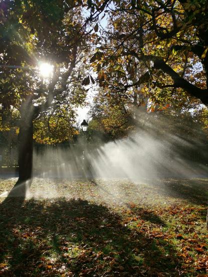 Foto: Morgenstimmung im Wiener Augarten. Ein Laubbaum und eine Straßenlaterne im Gegenlicht. Wasser aus Wassersprühern kommt von der Seite und macht einen nebeligen Eindruck.