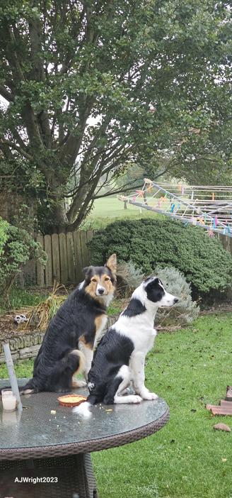 Two Border Collies on a garden table
