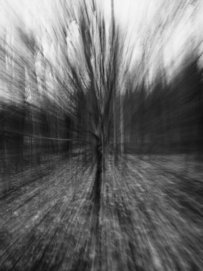 Black and white photo  of a stream of a tree zoomed out giving a warp effect to the photo.
This is somewhere in Dresden, Germany.