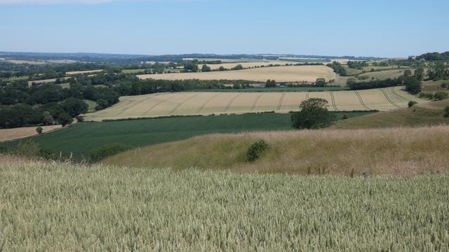 in a softly rolling landscape, from a raised vantage point, a chequerboard pattern of what fields recedes to the horizon.