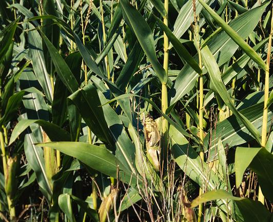 A 6x7 medium format colour slide film photo of corn growing near my home