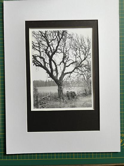 Double-mounted monochrome photograph of a tree at a wall between two fields.