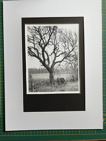 Double-mounted monochrome photograph of a tree at a wall between two fields.