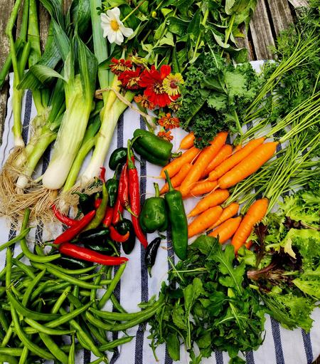 Freshly washed garden produce and flowers: onions, zinnias and a dahlia, kale, carrots, lettuces, arugulas, green beans, jalapeños, red flame, red ember, and bell peppers.