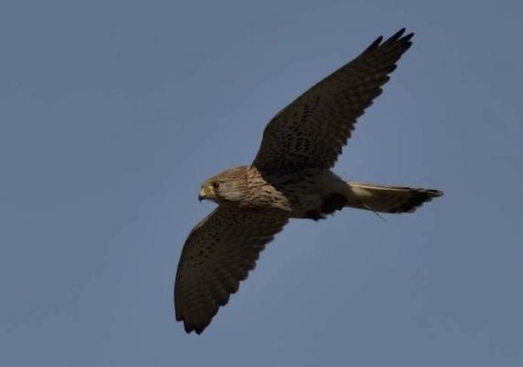 Gheppio (Falco tinnunculus) in volo