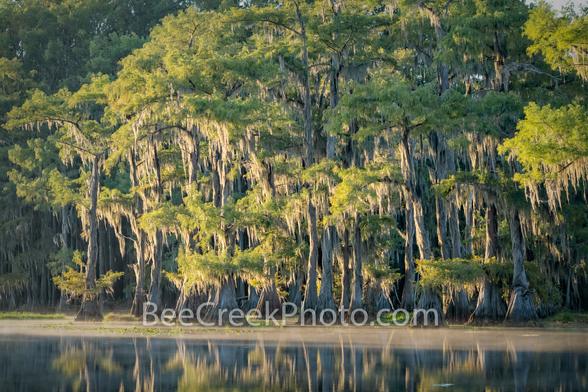 Kiss of first morning light on the Great Cypress Trees of Caddo Lake - It was beautiful in the early morning and this photo of the cypress trees were just receiving the first kiss of light in the early morning.