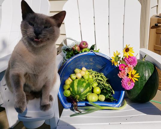 A gray siamese cat sits on the arm of an Adirondack chair meowing with her paw in the air next to a net bag full of bellpeppers and poblanos set on top of a blue bucket full of tomatillos, an eggplant, green beans, poblanos, a few green tomatoes, and a small striped watermelon, next to a posey of flowers, a big dark green watermelon, and a stray leek.