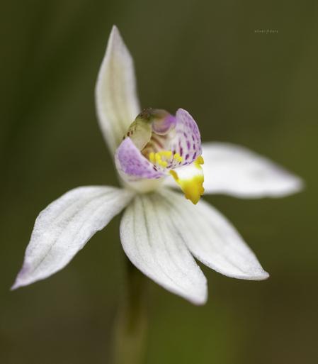 Caladenia alata (Fairy Fingers / Fairy Orchid) near Mallacoota, VIC.