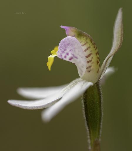 Caladenia alata (Fairy Fingers / Fairy Orchid) near Mallacoota, VIC.