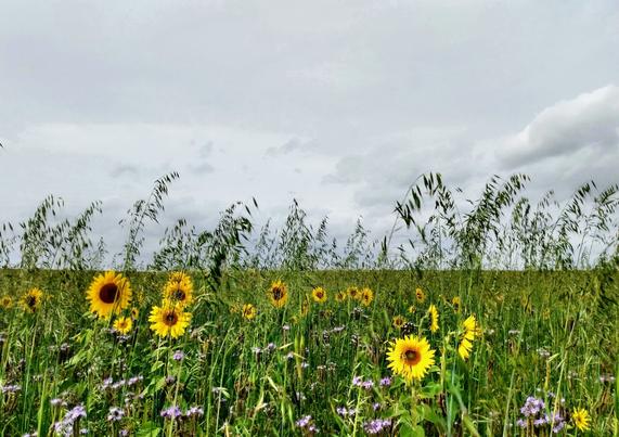A field of mixed flowers and grasses under a grey but still somehow bright sky.