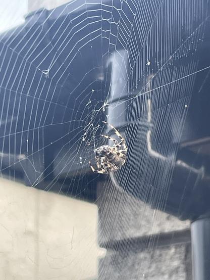 Garden spider with cocooned fly on a web