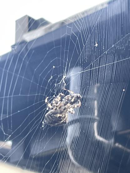 Garden spider with cocooned fly on a web