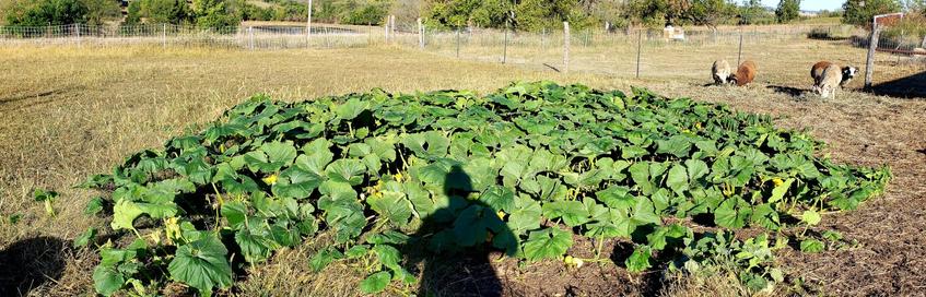 The pumpkin/squash patch. If you were to zoom in, you can see limp leaves along the edges from the frost damage.