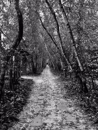 Black and white image of the birch tree allée  on the grounds of Stan Hywet Hall and Gardens in Akron, Ohio, USA. The image shows a long pathway paved with stone under an arch of white birch trees along the entire length of the 200 meter pathway, created more than a century ago.
