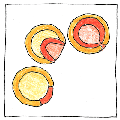 Drawing of three cross-sections showing how the three layers of an embryo form (showing the gastrulation of the blastula).