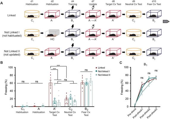 Figure 1: Animals learn to update a neutral context by forming a fearful memory while maintaining context discrimination. A. Behavioural schedule along the span of 10 days involving three separate contexts (A, B, C). Experimental group (Linked) was habituated to Context C and Context A, and then trained in Context B (contextual fear conditioning paradigm, black lightning symbol). Training paradigm involved 3 min exploration of context and the 1 min-spaced delivery of 3 foot-shocks. On day 7, during the Update of Context A, animals returned to A and immediately received a single foot-shock (immediate-shock paradigm, black and white lightning symbol), therefore updating their original engram for A and forming a fear association to A (A became A’). Presence of a fearful memory for the three contexts was tested on day 8 (A’), day 9 (C2) and day 10 (B2). Control group Not Linked I animals lack an existing engram for A to update, since they were not exposed to A prior to behavioural update and remained in their homecage (HC). Control group Not Linked II animals were not updated to A’ as foot-shock was not delivered during the corresponding session. B. Freezing behaviour as a readout for memory recall along the behavioural schedule.