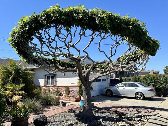 Photo of a the front of a ranch-style suburban house. Its front yard is xeriscaped for an arid climate with small stones and clumps of tall grasses and other low-moisture plants, but the scene is dominated by a medium-height tree that has been pruned and trained to create a ring-shaped canopy of leaves.