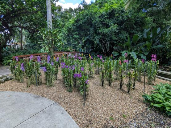 Arandas orchid garden.