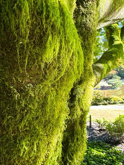 Heavy moss on a tree trunk, looking almost like green hair on some kind of benevolent swamp creature