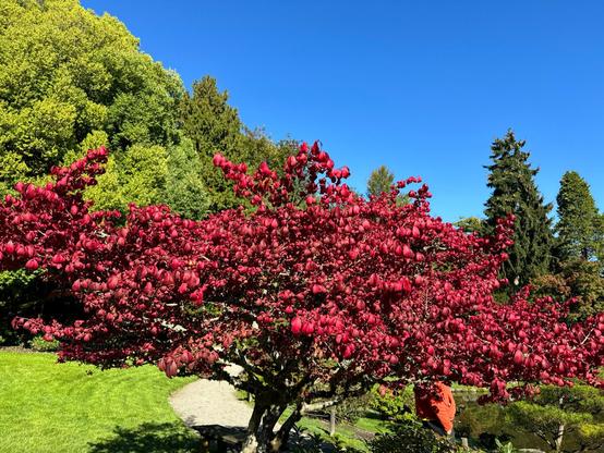 Blue sky, red foliage on a Japanese maple framed by greenery and conifers