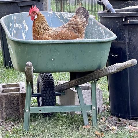 Reddish brown chicken standing inside an empty green one-wheeled wheelbarrow.
