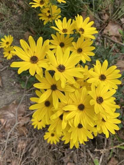 yellow flowers