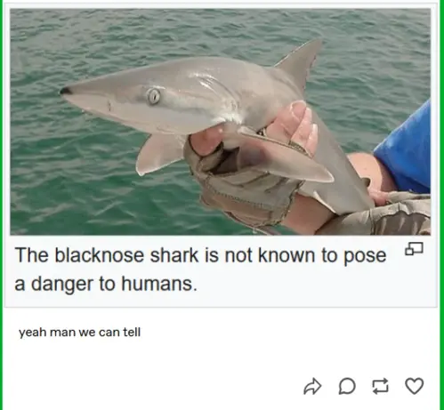 Tumblr post mentioning that "The blacknose shark is not known to post a danger to humans"

Another user quoted: "yeah we can tell" in reference to the blacknose shark's nervous looking expression.