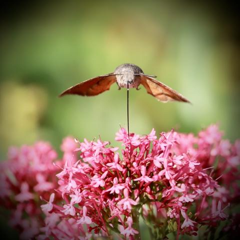 Taubenschwänzchen von vorne