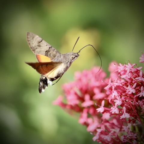 Taubenschwänzchen von der Seite